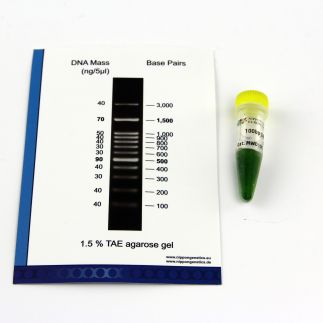 Marcador de peso molecular de ADN de 100bp, 1 tubo