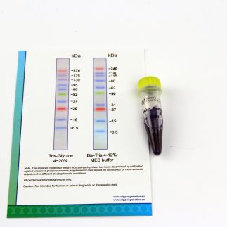 Marcador de proteínas BlueEasy para electroforesis, 1 tubo con 500µl