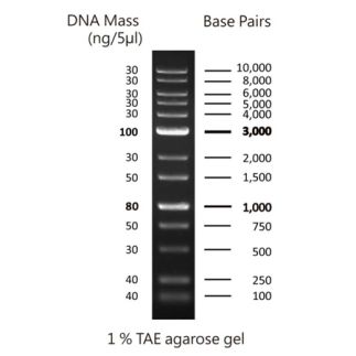 FastGene Marcador de peso molecular de ADN 1 kb (50 µg _ 500 µl)